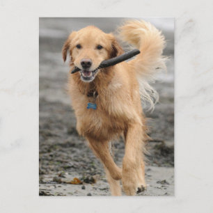 Goldener Retriever mit Mundkiefer Postkarte