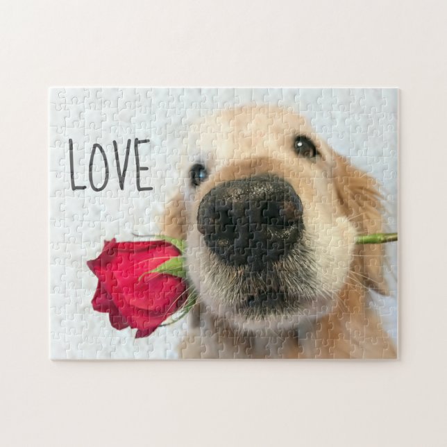 Goldener Retriever mit Rote Rose Valentine Liebe (Horizontal)
