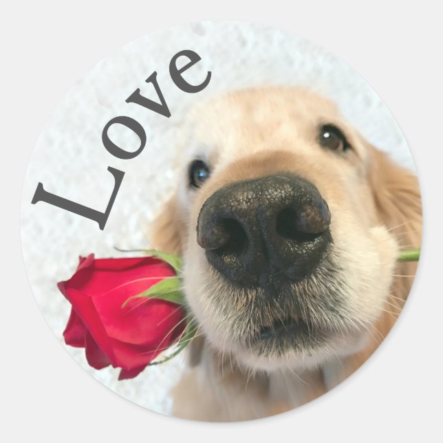 Goldener Retriever mit Rote Rose Valentine Liebe Runder Aufkleber (Vorderseite)