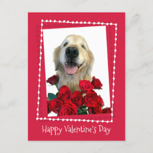 Goldener Retriever mit Rote Rosen Valentinstag Feiertagspostkarte