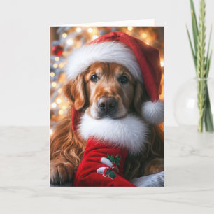 Goldener Retriever mit Weihnachten Strumpf