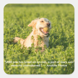 Goldener Retriever mit Zitat Quadratischer Aufkleber