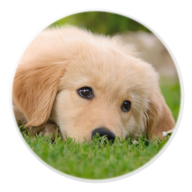 Goldener Retriever-niedlicher Welpe, der - Keramikknauf (Vorderseite)