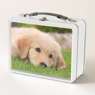 Goldener Retriever-niedlicher Welpe träumt Metall Brotdose