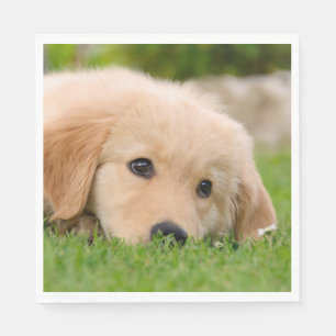 Goldener Retriever-niedlicher Welpe träumt Serviette