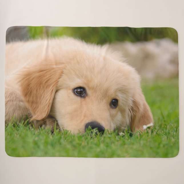 Goldener Retriever-niedlicher Welpe träumt Sherpadecke (Vorderseite (Horizontal))