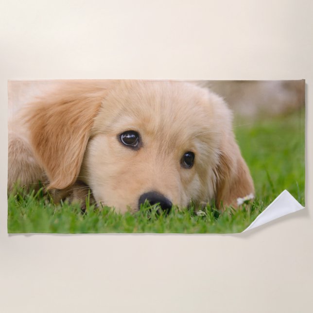 Goldener Retriever-niedlicher Welpe träumt Strandtuch (Vorderseite)