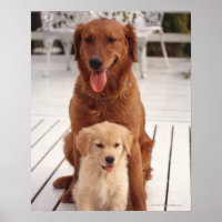Goldener Retriever
