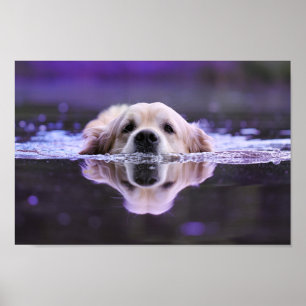 Goldener Retriever Poster
