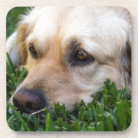 Goldener Retriever-Untersetzer