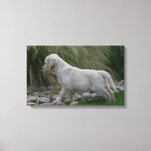 Goldener Retriever-Welpe stehend Leinwanddruck