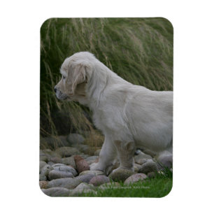 Goldener Retriever-Welpe stehend Magnet