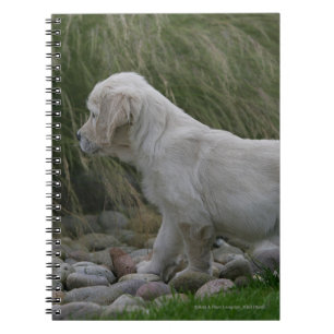 Goldener Retriever-Welpe stehend Notizblock