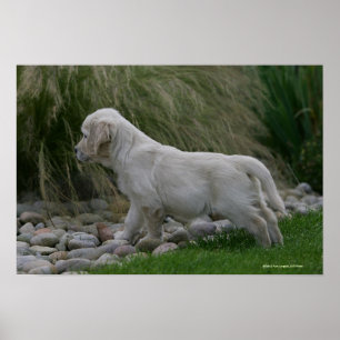 Goldener Retriever-Welpe stehend Poster