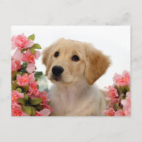 Goldener Retriever-Welpe und rosa Blumen