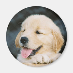 Goldener Retriever-Welpen-Foto-Magnet Magnet