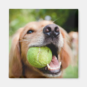 Goldener Rückzug mit Tennisball Magnet
