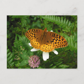 Goldener Schmetterling Postkarte