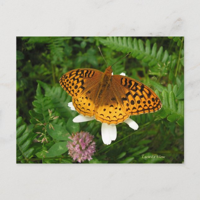 Goldener Schmetterling Postkarte (Vorderseite)