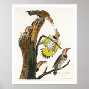 Goldener Specker von Audubon Poster