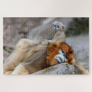 Goldener Stumpfnasen-Affe Vater mit Baby