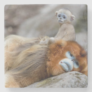 Goldener Stumpfnasen-Affe Vater mit Baby Steinuntersetzer