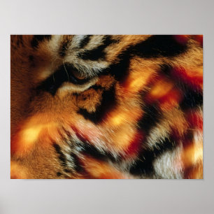 Goldener Tiger-Augen Nahaufnahme-Wildtierposter Poster