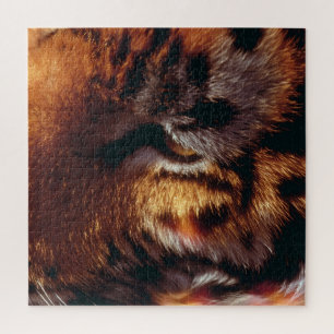 Goldener Tigerauge Nahaufnahme Wildlife