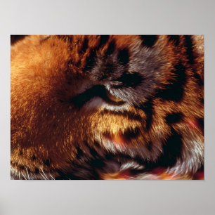 Goldener Tigerauge Nahaufnahme Wildlife Poster