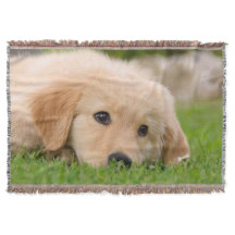 Goldener träumender Retriever-niedlicher