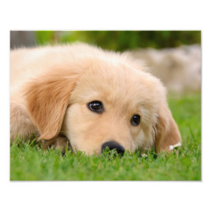 Goldener träumender Retriever-niedlicher Welpe - Fotodruck