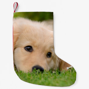 Goldener träumender Retriever-niedlicher Welpe - Kleiner Weihnachtsstrumpf