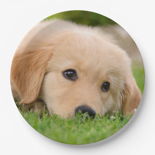 Goldener träumender Retriever-niedlicher Welpe, Pappteller (Vorderseite)