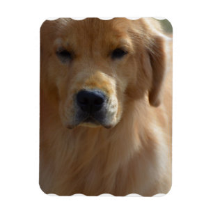 Goldener Welpe Magnet