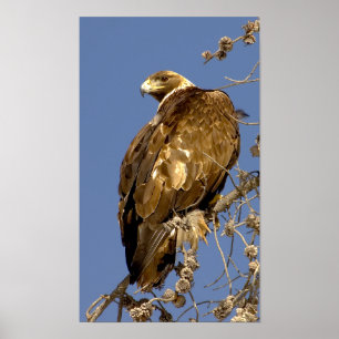 Goldenes Eagle in Yellowstone Poster