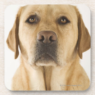 Goldenes Labrador retriever (Canis familiaris). Untersetzer