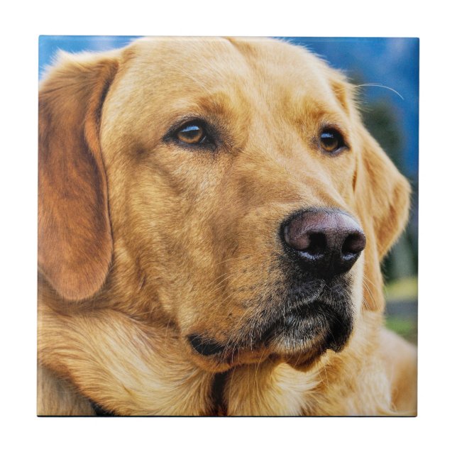 Goldenes Labrador retriever Fliese (Vorderseite)