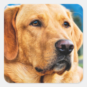 Goldenes Labrador retriever Quadratischer Aufkleber