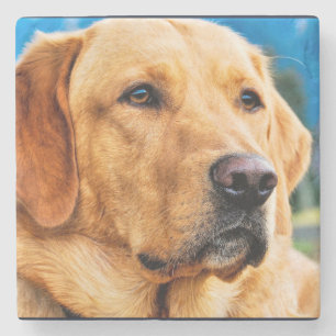 Goldenes Labrador retriever Steinuntersetzer