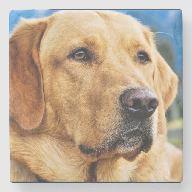 Goldenes Labrador retriever Steinuntersetzer (Vorderseite)
