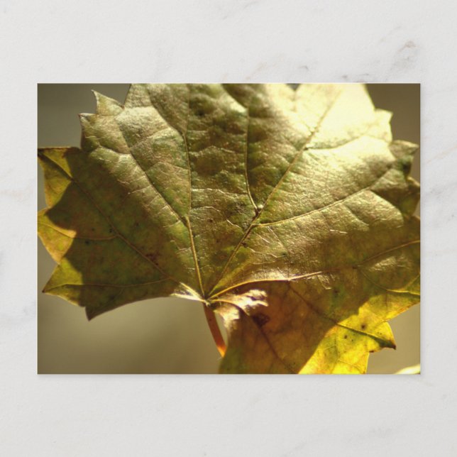 Goldenes Leaf-Foto Postkarte (Vorderseite)