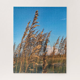 Goldenes Meer Oats Beach Anastasia Staat Park