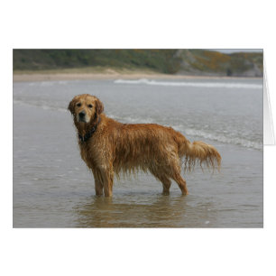 Goldenes Retreiver im Meer