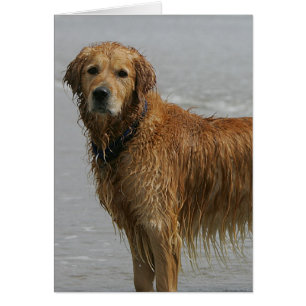 Goldenes Retreiver im Meer