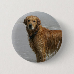 Goldenes Retreiver im Meer Button