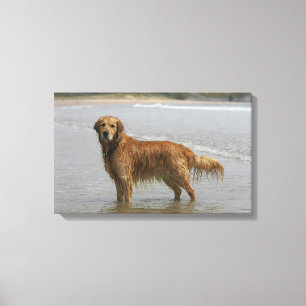 Goldenes Retreiver im Meer Leinwanddruck
