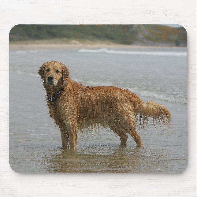 Goldenes Retreiver im Meer Mousepad (Vorne)