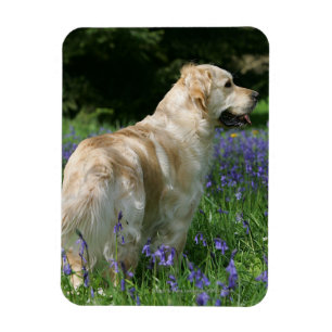 Goldenes Retreiver in den Blumen Magnet