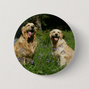 Goldenes Retreivers im Gras Button