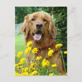 Goldenes Retriever in Blume Postkarte